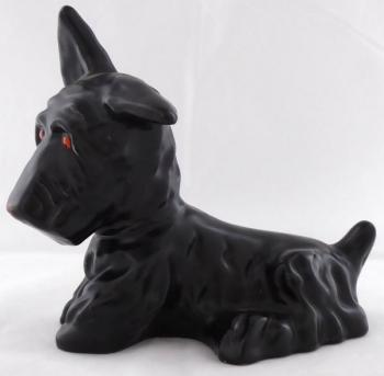 Scottish Terrier with red eyes and muzzle Scottish Terrier with red eyes and muzzle